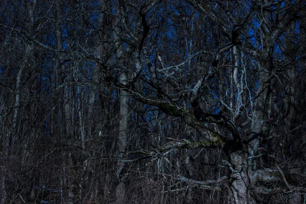 Fantastische Natürliche Hintergrund Bäume Einem Wald Der Nacht Unter Einem — Stockfoto