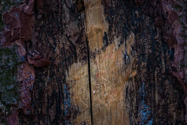 Misteriosa Struttura Legno Pino Con Una Corteccia Strappata Bordi Scuri — Foto Stock