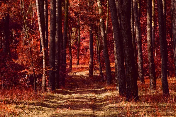 Caminho Místico Uma Fantástica Floresta Outono Com Folhas Vermelhas Troncos — Fotografia de Stock