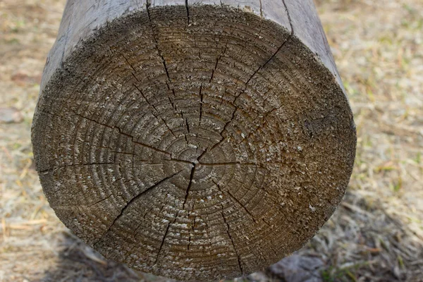 Forest Log Cut Structure Natural Patterns Blurred Grass Background Concept — Stock Photo, Image