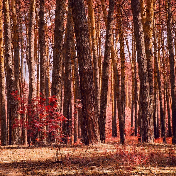 Autunno Lusso Una Fantastica Pineta Pulita Nessuno Intorno Fogliame Rosso — Foto Stock