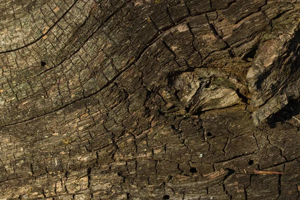 灰色の割れた木のテクスチャの古いログは 野生生物の概念を設計するための樹皮のクローズアップの背景なし — ストック写真