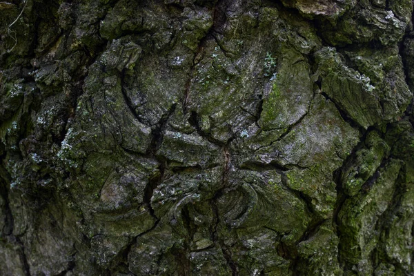 Cracked Tree Bark Close Charming Natural Pattern Old Trunk Grunge — Stock Photo, Image