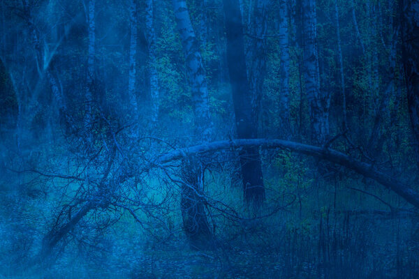 Forest arc of fallen tree at night against the background of birches covered with blue ghostly mist concept of nature and wilderness
