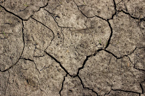 Bright Gray Soil Cracked Dry Black Delicate Patterns Little Green — Stock Photo, Image