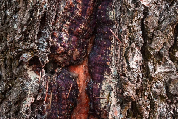 fantastic texture of an old wooded tree close-up with an interesting design concept of nature and environment background for design
