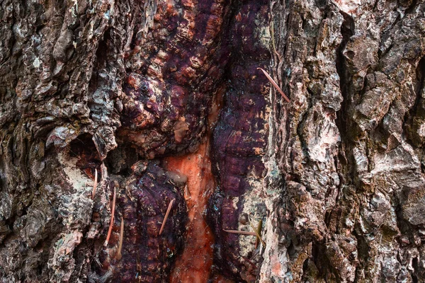 Textura Fantástica Viejo Árbol Arbolado Cerca Con Interesante Concepto Diseño —  Fotos de Stock