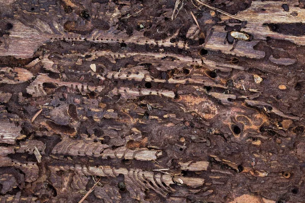 Ağaç kabuğu dokusunun ters tarafındaki delikler böcek ısırığından kaynaklanıyor. Tasarım doğa kavramı için arka plan.