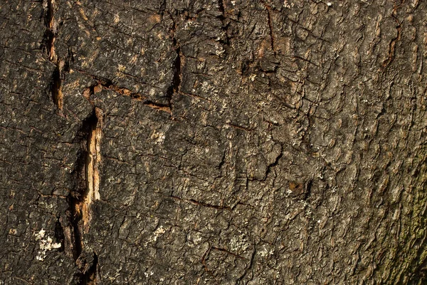 Casca Cinza Brilhante Cobrindo Uma Árvore Close Fundo Floresta Para — Fotografia de Stock