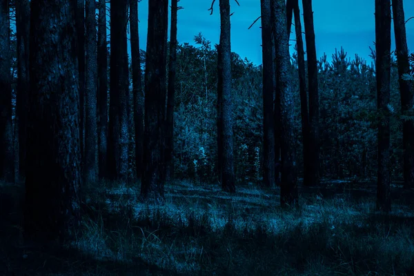 Noite Floresta Sob Céu Azul Escuro Misteriosamente Ninguém Torno Atmosfera — Fotografia de Stock