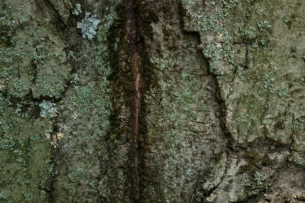 Tronco Árvore Floresta Com Superfície Desigual Padrões Encantadores Papel Parede — Fotografia de Stock