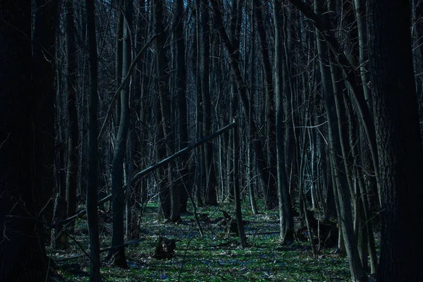 Árboles Altos Crecimiento Grueso Son Delgados Misteriosos Encantador Bosque Nocturno —  Fotos de Stock