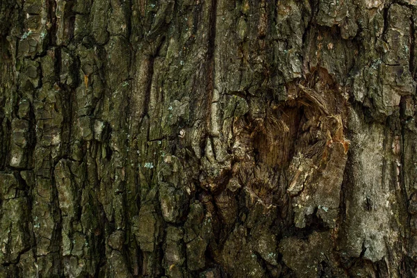 Φλοιός Δέντρου Της Υφής Closeup Grunge Φόντο Για Την Έννοια — Φωτογραφία Αρχείου