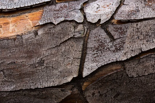 Dech Beroucí Šedá Borovice Kůra Textura Detailní Tmavými Trhlinami Škrábance — Stock fotografie