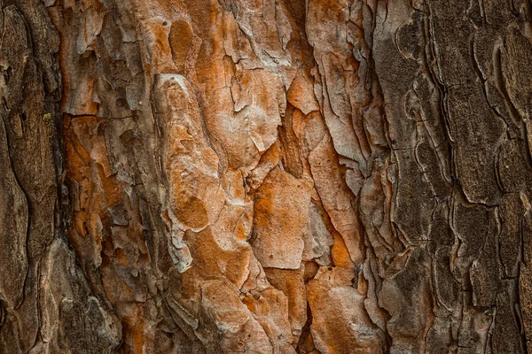 Tajemnicza Konsystencja Sosny Pomarańczowym Drewnem Ciemną Korą Fantastyczne Tło Projektowania — Zdjęcie stockowe