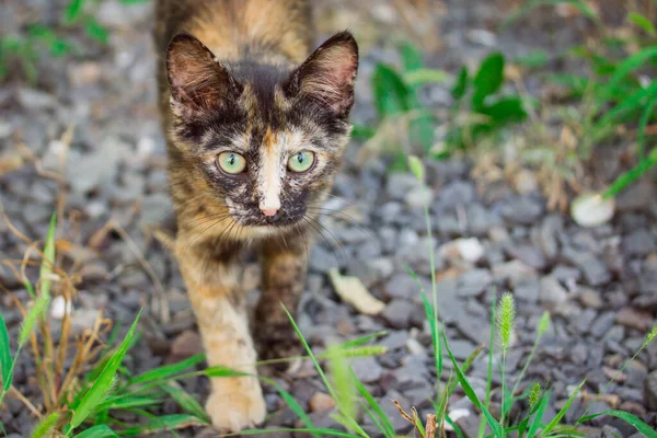 緑の目のかわいいホームレス子猫美しいクローズアップ肖像背景ぼやけた動物の概念 — ストック写真