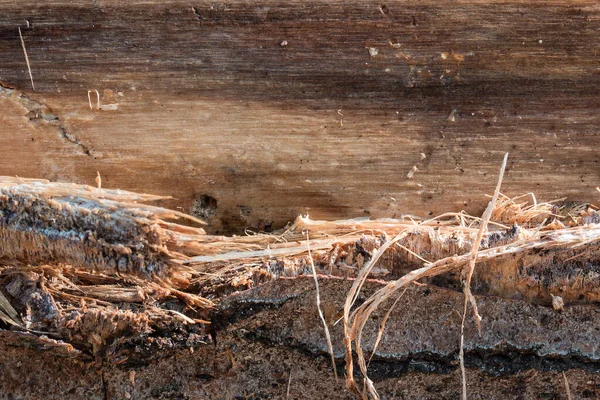 Textura Starého Stromu Třpytící Slunci Částečně Štěkal Krásné Lesní Pozadí — Stock fotografie