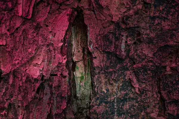 Beängstigend Und Geheimnisvoll Tannenzapfen Textur Mit Roter Aufregender Rinde Nahaufnahme — Stockfoto