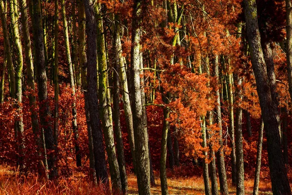 Jasné Podzimní Pozadí Smíšené Lesní Stromy Zdobeným Listím Jehličí Krása — Stock fotografie