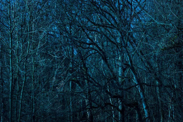 Árboles Fondo Miedo Emocionante Por Noche Bosque Alto Misterioso Con —  Fotos de Stock