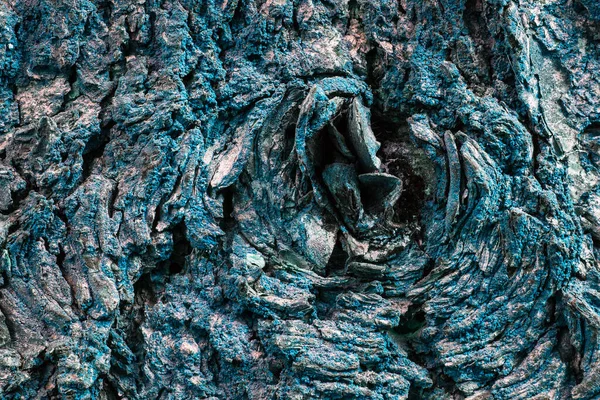 Мистическая Голубая Сосна Текстура Крупным Планом Захватывающим Рисунком Концепции Природы — стоковое фото