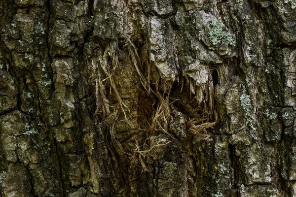 Textuur Van Een Boomschors Gebarsten Het Midden Van Een Mysterieuze — Stockfoto