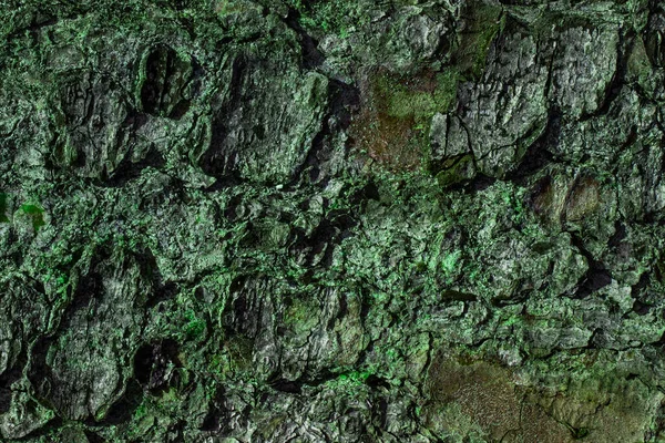 Wald Wilde Textur Baumstamm Mit Grauer Rinde Und Grünem Moos — Stockfoto