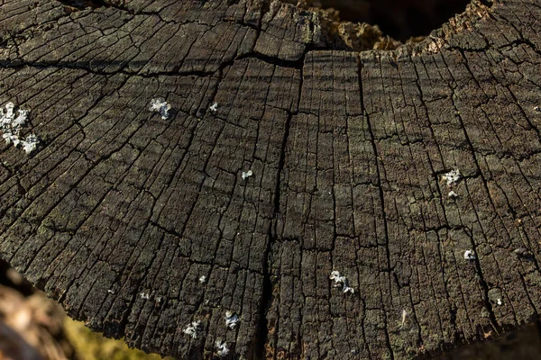 Old Wooden Cut Closeup Texture Gray Black Thin Cracks Brightly — Stock Photo, Image