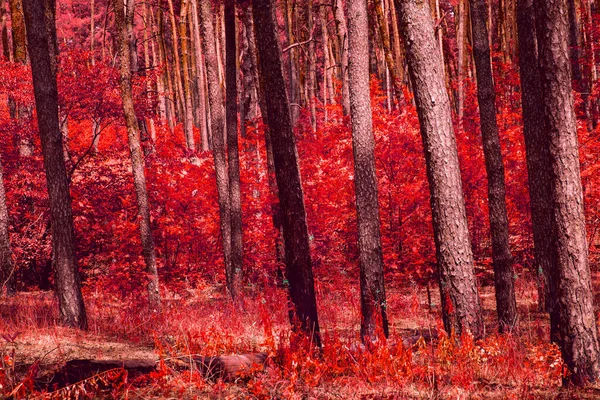 Floresta Outono Misto Parece Fantástico Tudo Pintado Cor Vermelha Emocionante — Fotografia de Stock