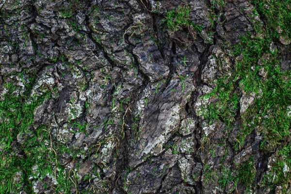 Textura Fantasia Casca Árvore Com Padrões Rachados Escuros Parcialmente Coberto — Fotografia de Stock