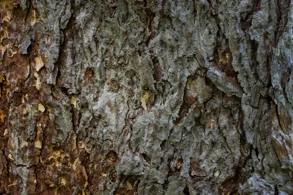 Φαντασία Φλοιό Υφή Κωνοφόρων Δέντρο Close Μαγευτικό Μοτίβο Ταπετσαρία Για — Φωτογραφία Αρχείου