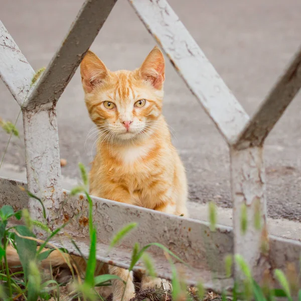 可愛くて家庭的な動物の柵の概念の後ろに隠れていた美しい赤い毛の子猫 — ストック写真