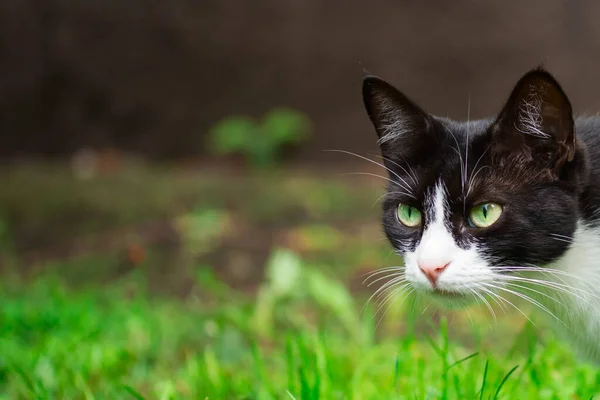 Focinho Gato Branco Preto Bonito Closeup Espreitando Por Trás Conceito — Fotografia de Stock