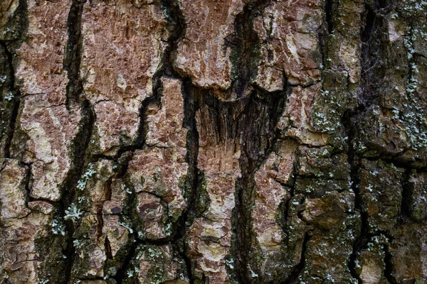 Gebarsten Stukken Schors Van Een Oude Bos Boom Textuur Close — Stockfoto