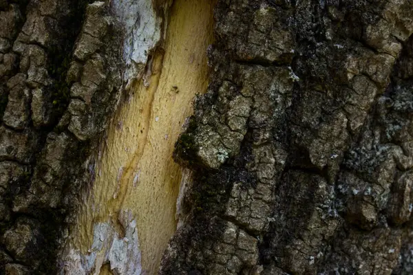 Tmavá Kůra Stromu Částečně Svlečené Close Tajemné Trhliny Přírodní Vzor — Stock fotografie