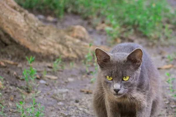 深刻な灰色の猫が背景のぼやけた性質の概念に近づいていますホームレスや動物 — ストック写真