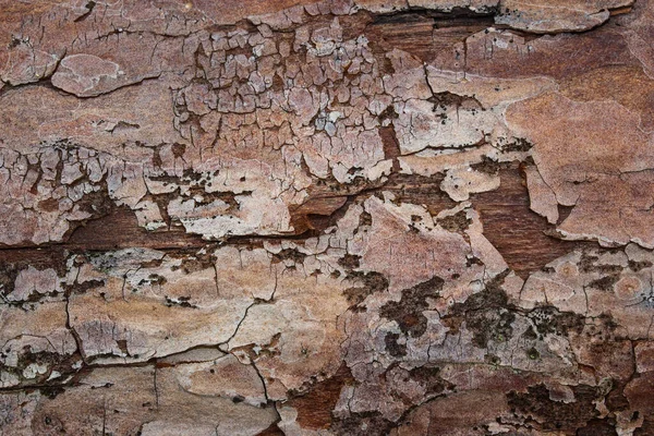 Textura Casca Pinho Rachado Close Cobrindo Fundo Natural Madeira Marrom — Fotografia de Stock