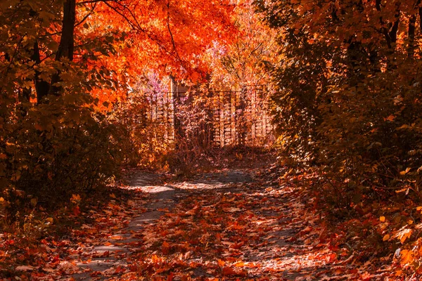 Фантастического Осеннего Леса Широкой Тропинкой Золотой Листвы Вырисовывается Концепция Природы — стоковое фото