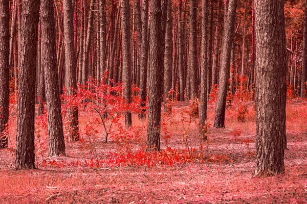 Jasný Červený Les Krása Podzim Vysoký Borovice Malované Rostliny Vzrušující — Stock fotografie