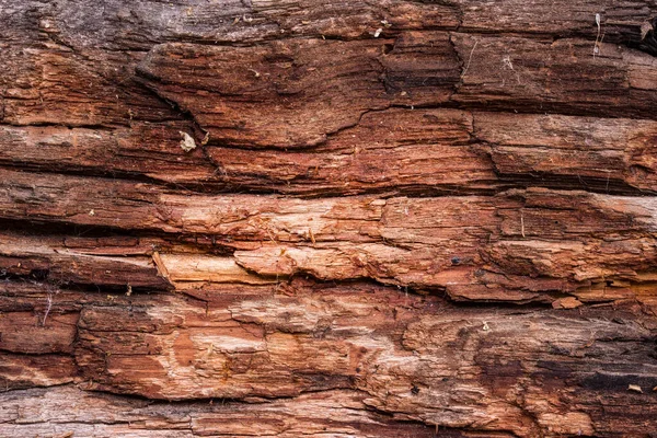 Ljus Mystisk Konsistens Gammalt Ruttet Trä Med Defekter Bakgrund För — Stockfoto