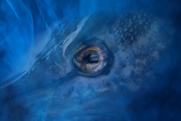 Potwór Głowa Dużym Okrągłe Oko Zbliżenie Niebieskiej Mgle Halloween Pojęcie — Zdjęcie stockowe