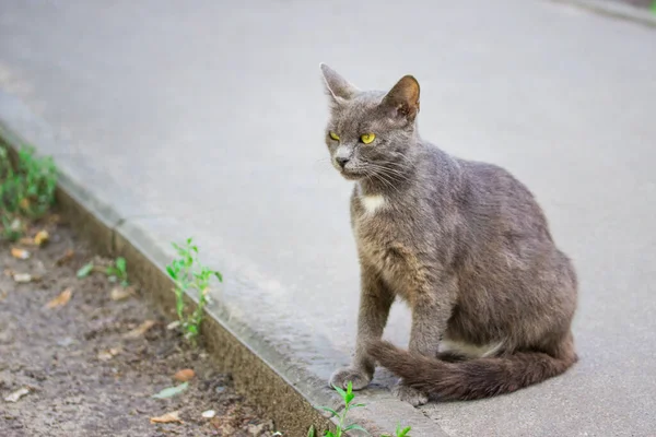 Gato Cinza Com Olhos Amarelos Brilhantes Sentados Calçada Olhando Para — Fotografia de Stock