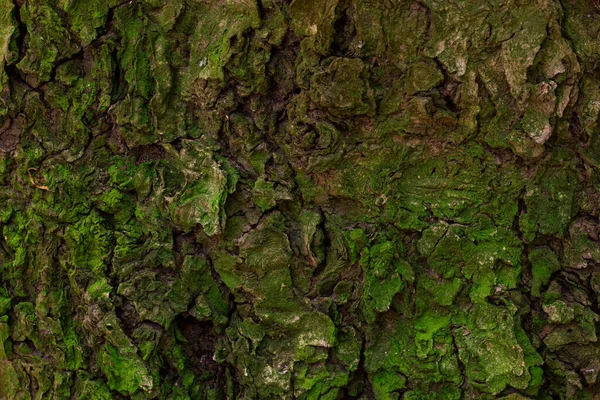 Musgo Verde Brillante Que Cubre Corteza Árbol Del Bosque Fabuloso — Foto de Stock