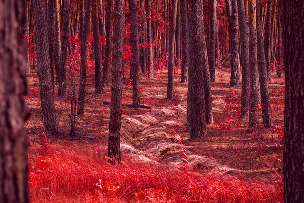 赤い葉と背の高い松の木を持つ明るい赤い森の深い溝ではなく エキサイティングな荒野 — ストック写真
