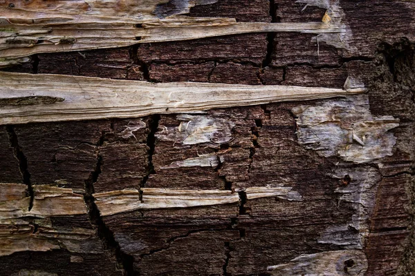 Misteriosa Madeira Escura Com Restos Casca Forma Triângulos Afiados Close — Fotografia de Stock