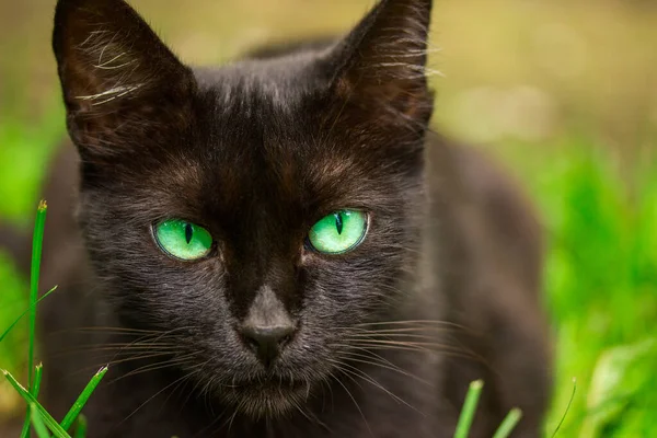 一只长着琥珀色大眼睛的可爱黑猫的肖像 它模糊的背景是绿草的可爱和动物概念 — 图库照片