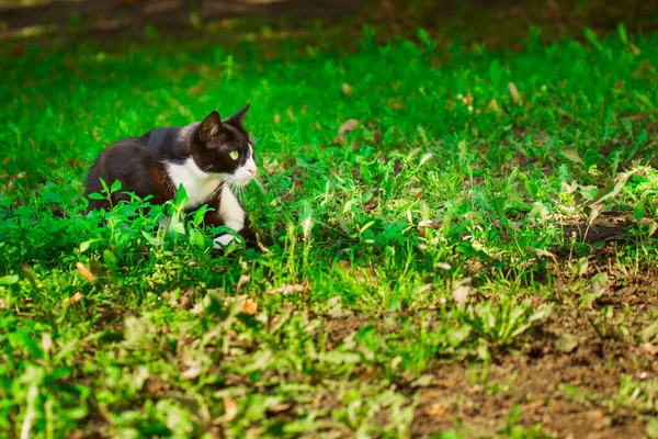 緑の目をしたかわいい猫の姿をした肖像画が明るい草の中に座っているかわいい黒と白の動物は自然の上で休んで — ストック写真