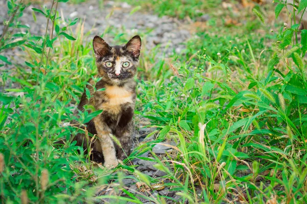 多彩的可爱小猫坐在草地上肖像画全脸可爱和家畜的概念 — 图库照片