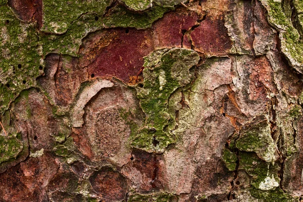 针叶树树干的奇异纹理 树干表面不光滑 部分剥皮 表面覆盖着绿色苔藓森林奇幻的背景 可供设计用 — 图库照片