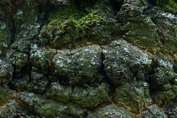 Surface Non Lisse Écorce Arbre Lumineux Avec Fond Fissures Sombres — Photo